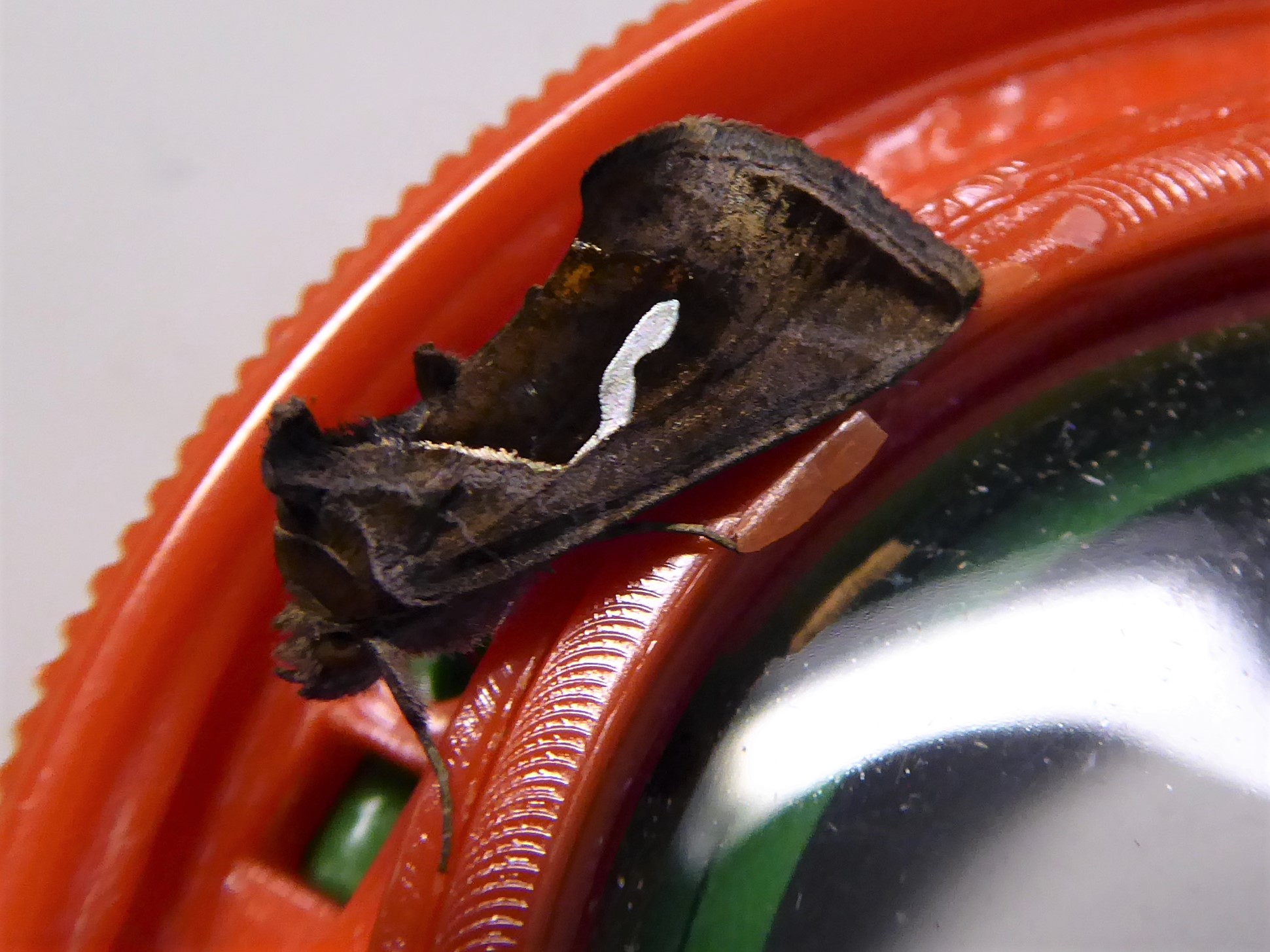 Bild Nr.09051 zum Vergrößern klicken Bild Nr.09051