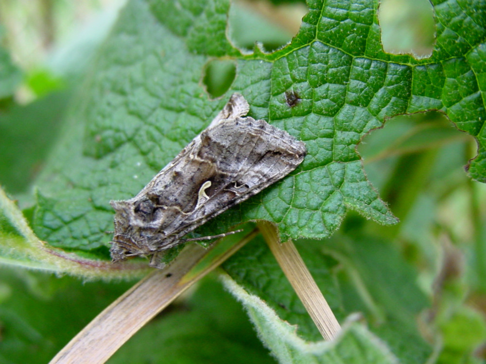 Bild Nr.09056 zum Vergrößern klicken Bild Nr.09056