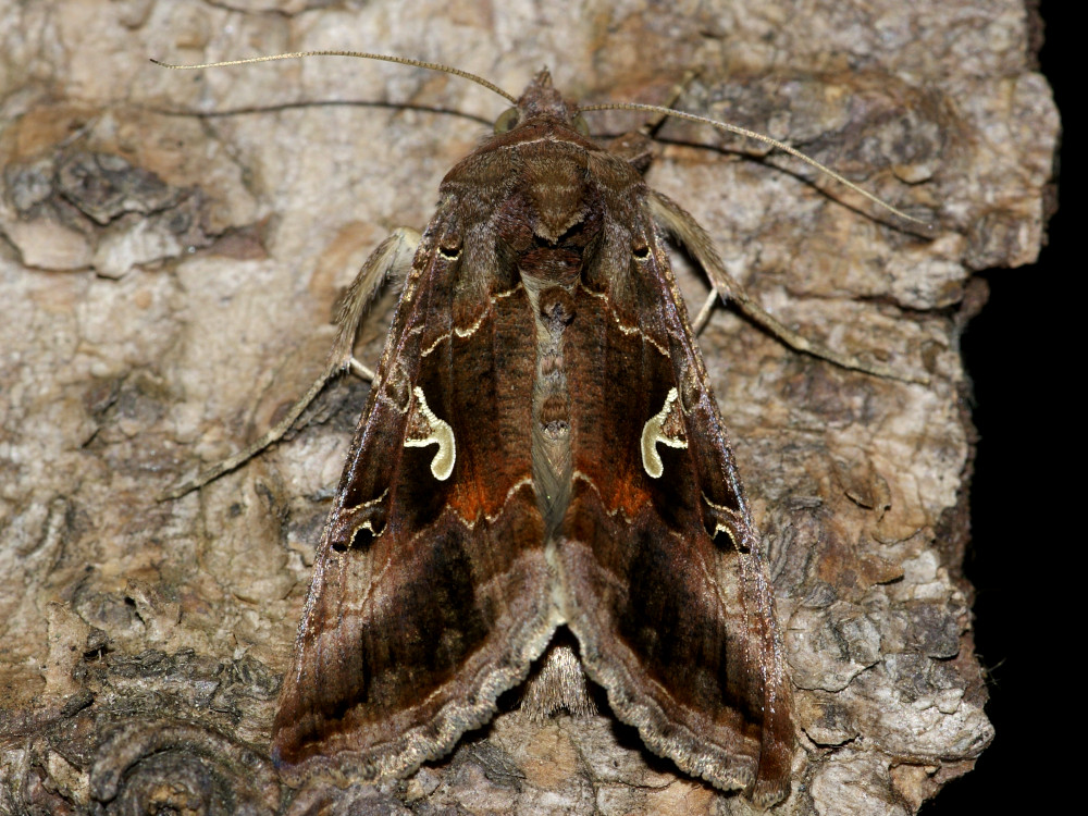 Bild Nr.09056 zum Vergrößern klicken Bild Nr.09056