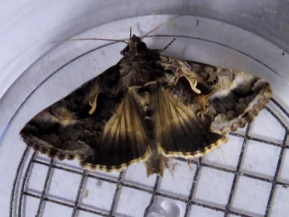 Bild Nr.09056 zum Vergrößern klicken Bild Nr.09056