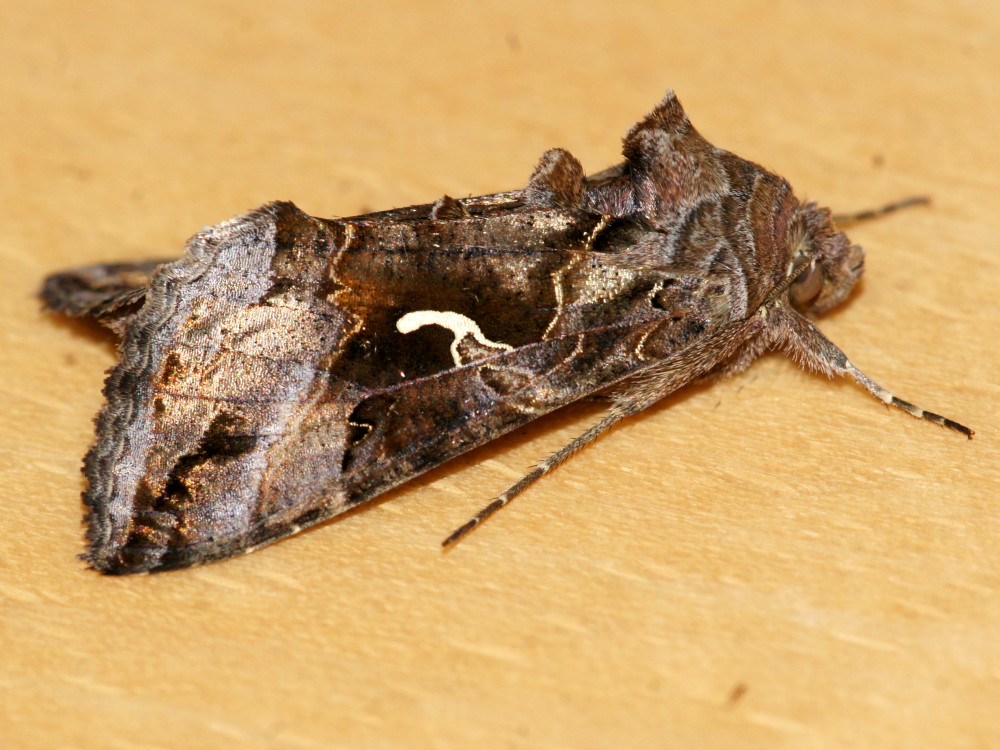 Bild Nr.09056 zum Vergrößern klicken Bild Nr.09056