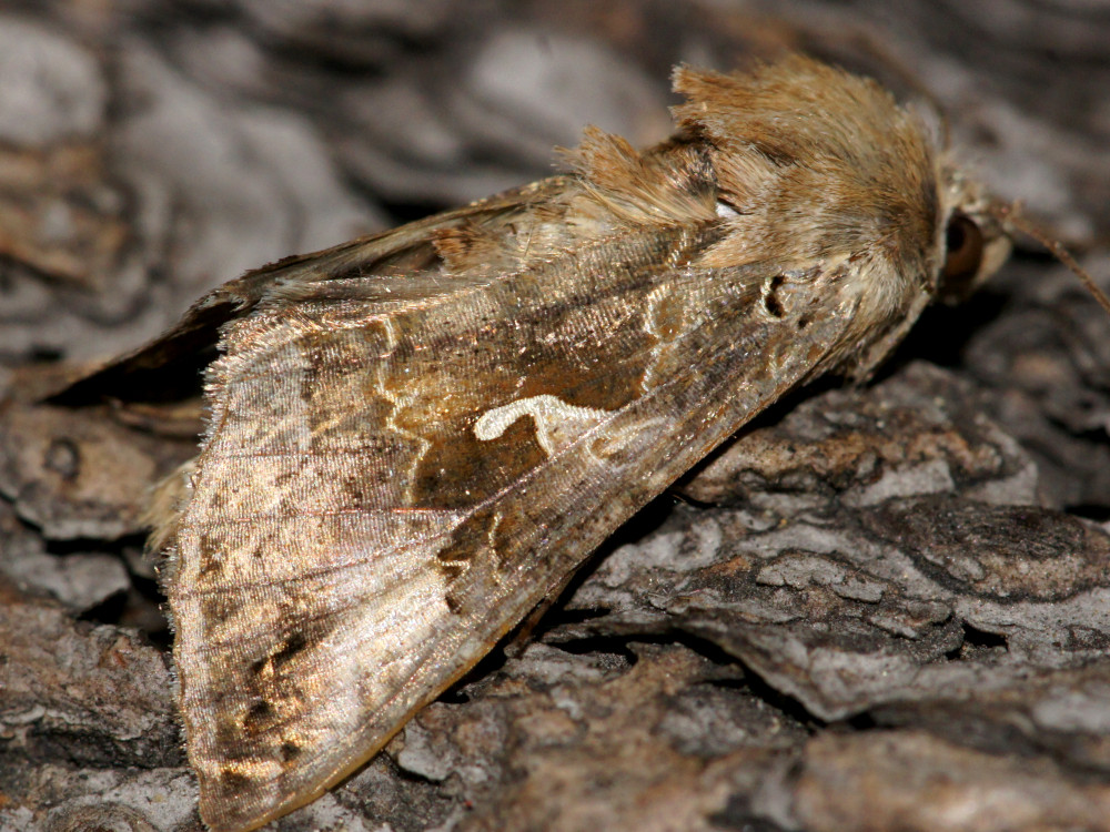 Bild Nr.09056 zum Vergrößern klicken Bild Nr.09056