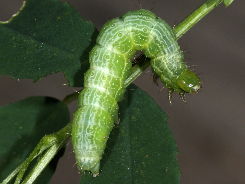 Bild Nr.09056 zum Vergrößern klicken Bild Nr.09056