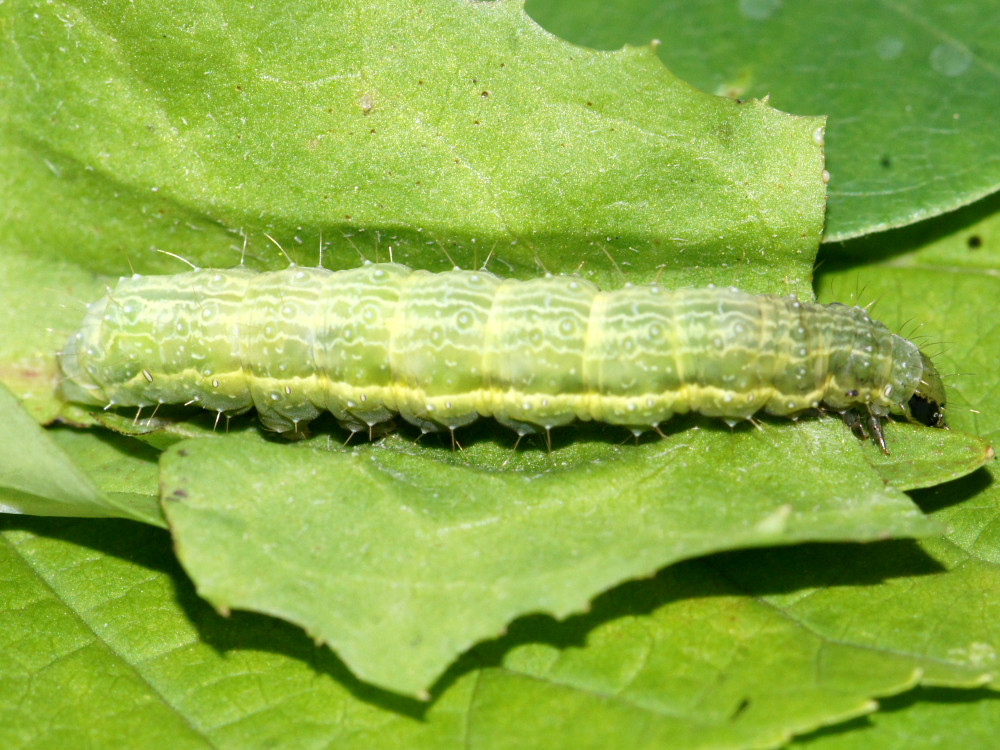 Bild Nr.09056 zum Vergrößern klicken Bild Nr.09056