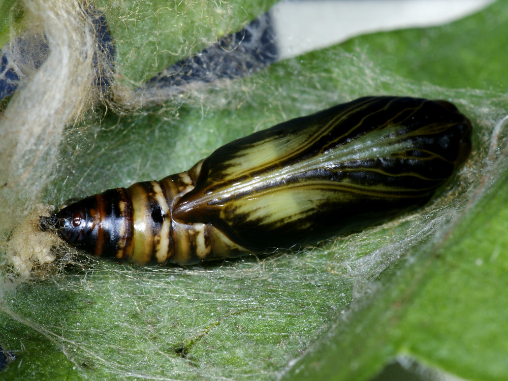 Bild Nr.09056 zum Vergrößern klicken Bild Nr.09056