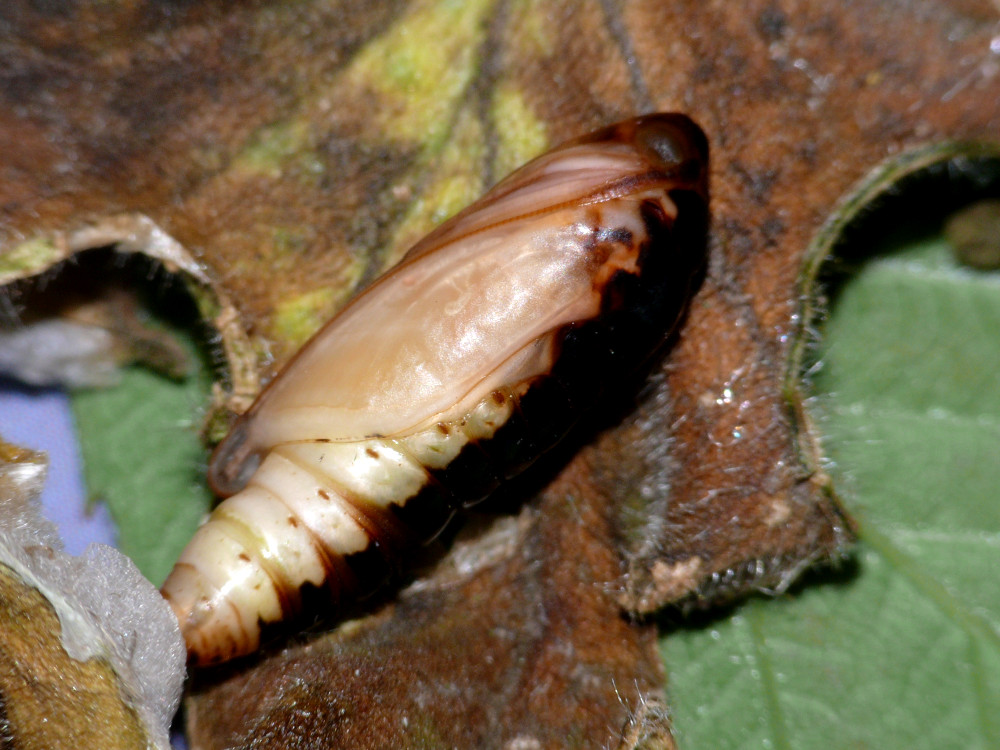 Bild Nr.09056 zum Vergrößern klicken Bild Nr.09056