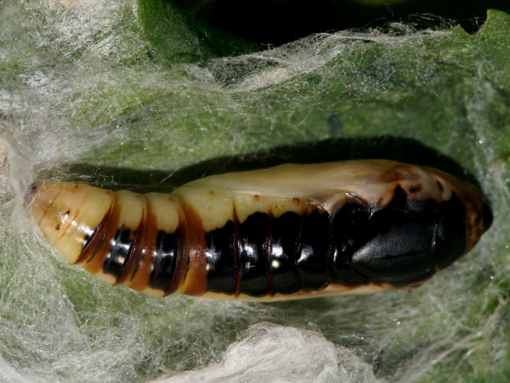 Bild Nr.09056 zum Vergrößern klicken Bild Nr.09056