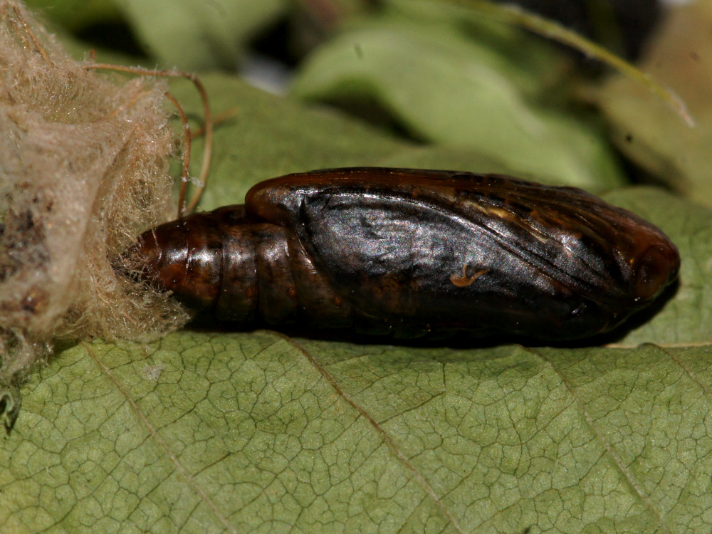 Bild Nr.09056 zum Vergrößern klicken Bild Nr.09056