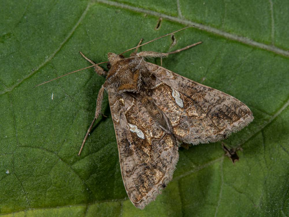 Bild Nr.09088 zum Vergrößern klicken Bild Nr.09088