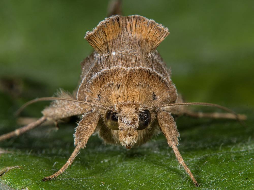 Bild Nr.09088 zum Vergrößern klicken Bild Nr.09088