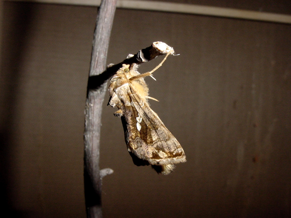 Bild Nr.09088 zum Vergrößern klicken Bild Nr.09088