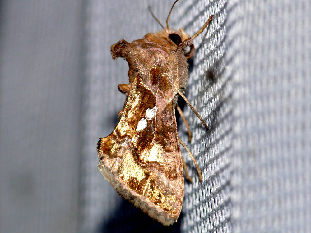 Bild Nr.09088 zum Vergrößern klicken Bild Nr.09088