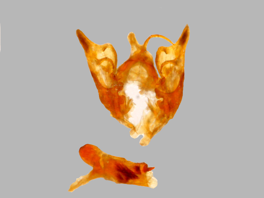 Bild Nr.09091 zum Vergrößern klicken Bild Nr.09091