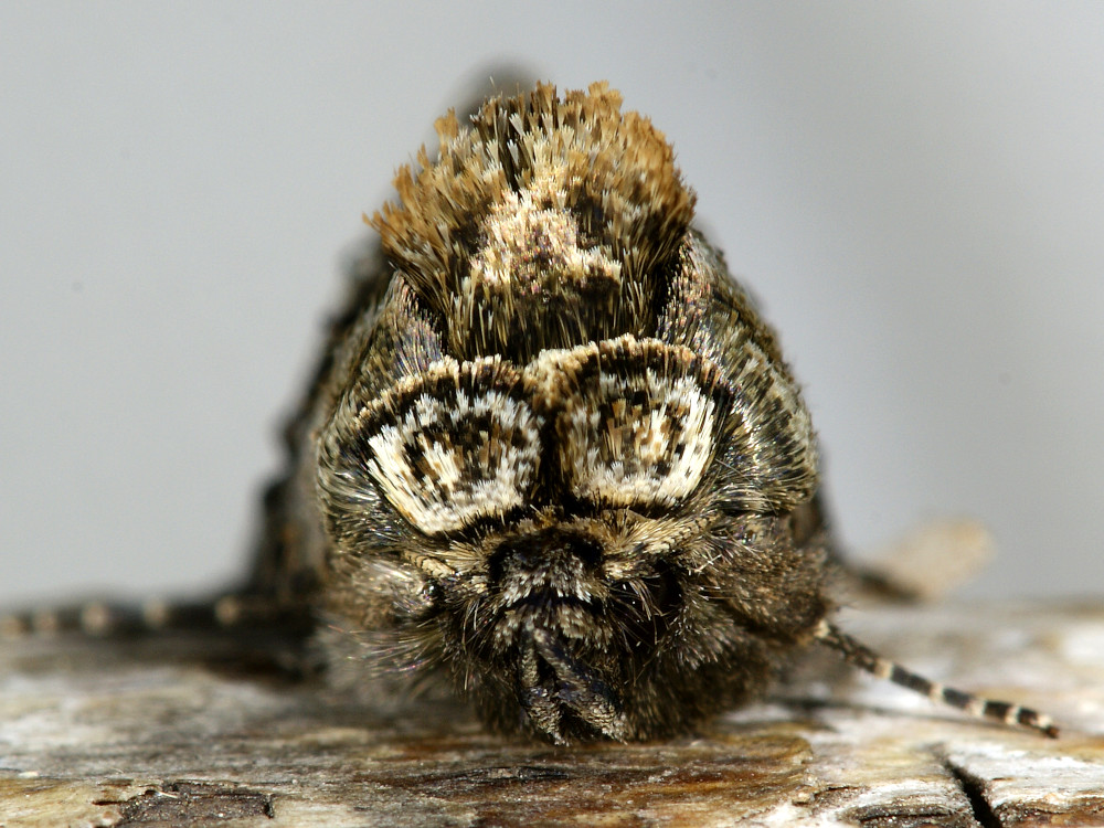 Bild Nr.09091 zum Vergrößern klicken Bild Nr.09091