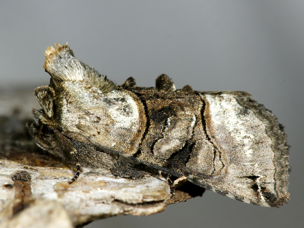 Bild Nr.09091 zum Vergrößern klicken Bild Nr.09091