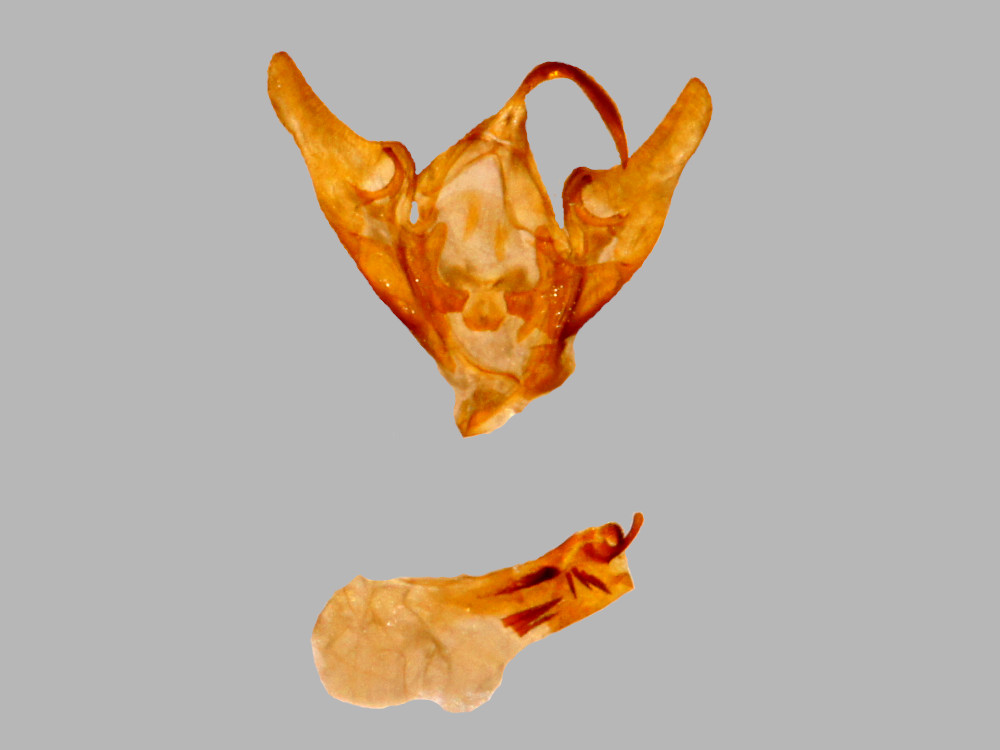 Bild Nr.09093 zum Vergrößern klicken Bild Nr.09093