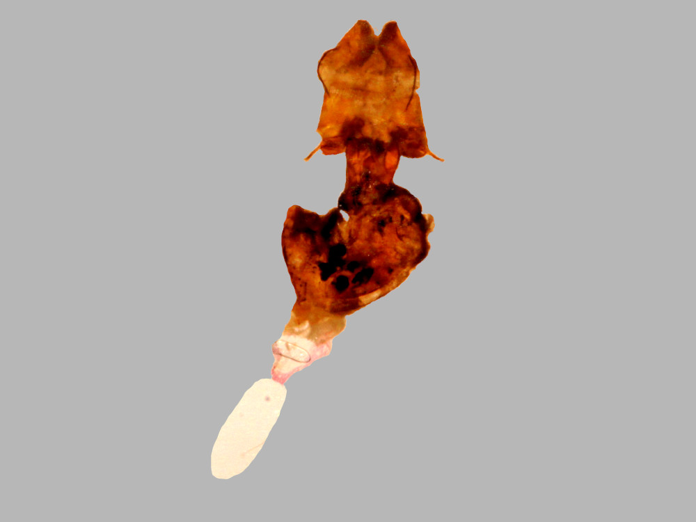 Bild Nr.09093 zum Vergrößern klicken Bild Nr.09093