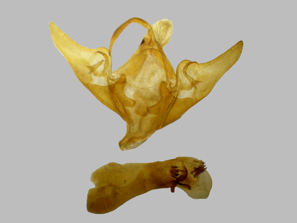 Bild Nr.09093 zum Vergrößern klicken Bild Nr.09093