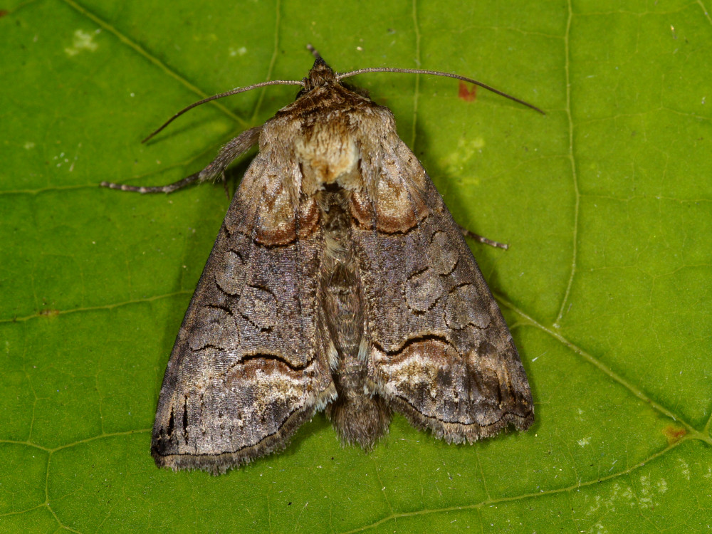 Bild Nr.09093 zum Vergrößern klicken Bild Nr.09093