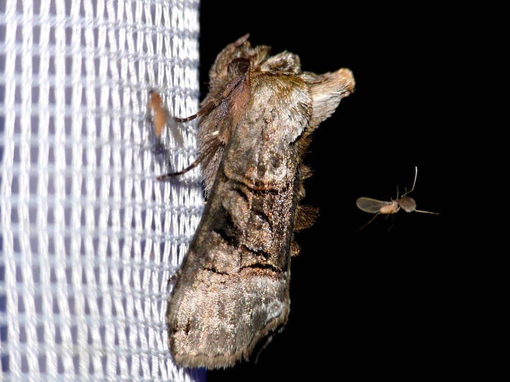 Bild Nr.09093 zum Vergrößern klicken Bild Nr.09093