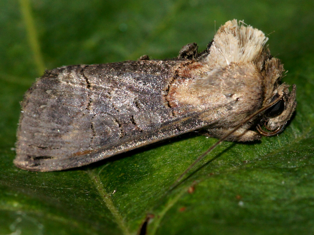 Bild Nr.09093 zum Vergrößern klicken Bild Nr.09093