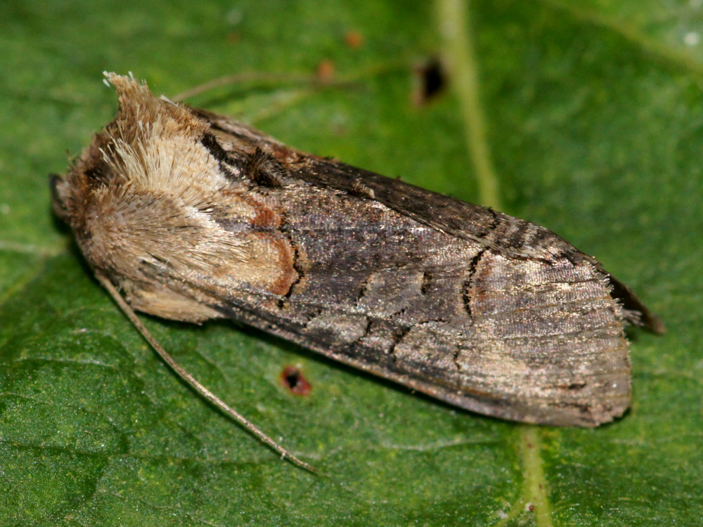 Bild Nr.09093 zum Vergrößern klicken Bild Nr.09093