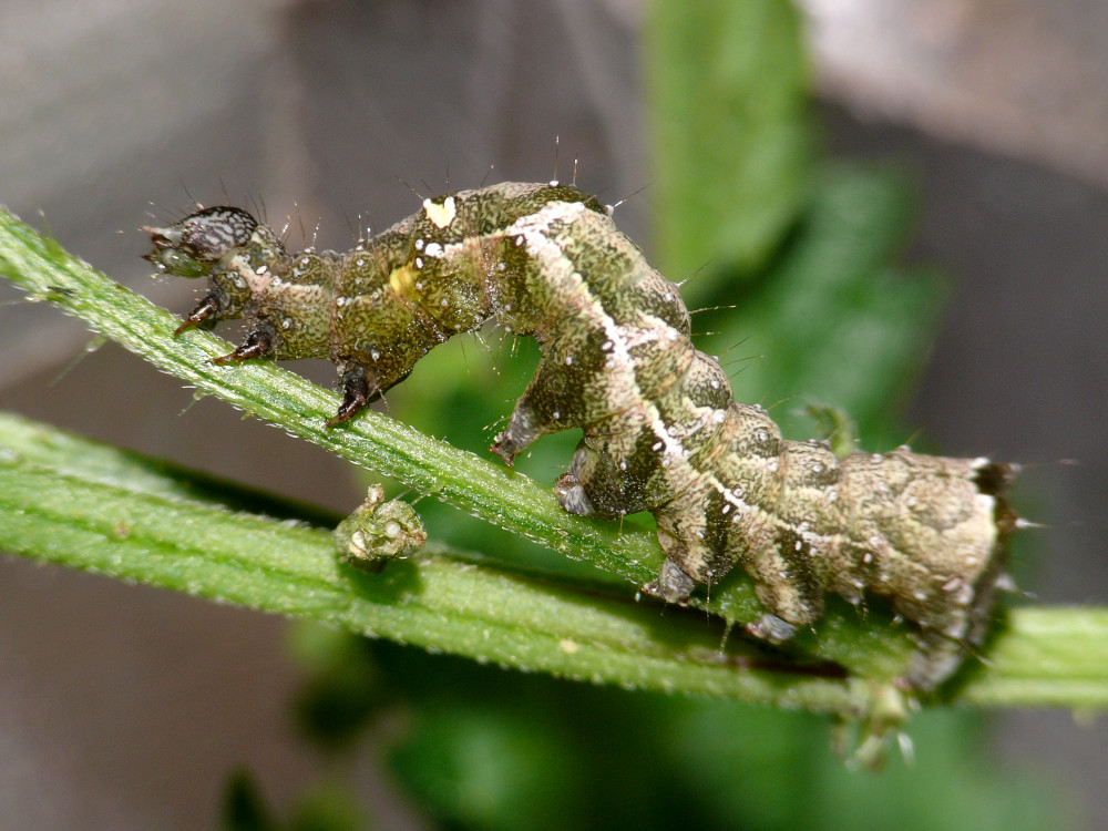 Bild Nr.09093 zum Vergrößern klicken Bild Nr.09093