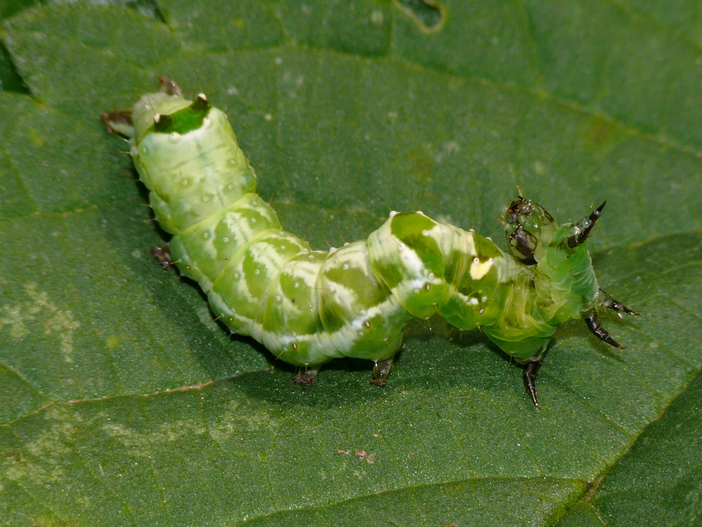 Bild Nr.09093 zum Vergrößern klicken Bild Nr.09093