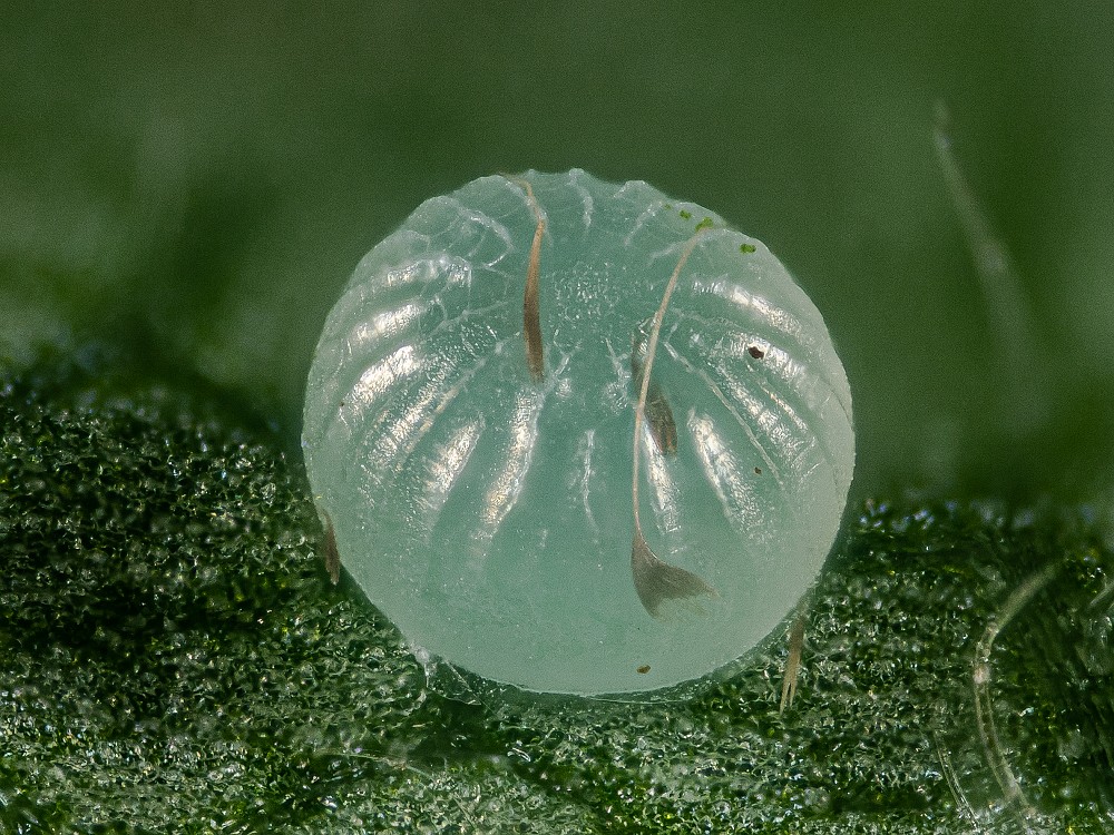 Bild Nr.09093 zum Vergrößern klicken Bild Nr.09093