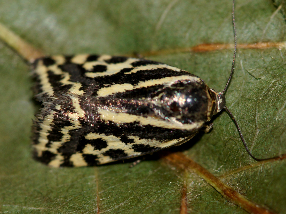 Bild Nr.09097 zum Vergrößern klicken Bild Nr.09097