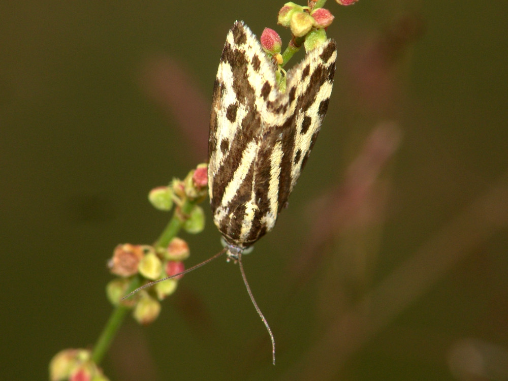 Bild Nr.09097 zum Vergrößern klicken Bild Nr.09097