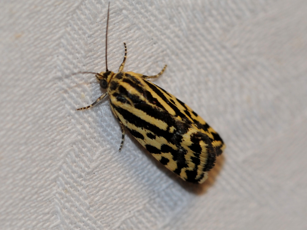 Bild Nr.09097 zum Vergrößern klicken Bild Nr.09097