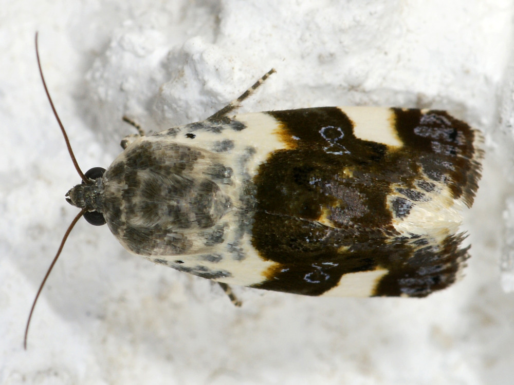 Bild Nr.09100 zum Vergrößern klicken Bild Nr.09100