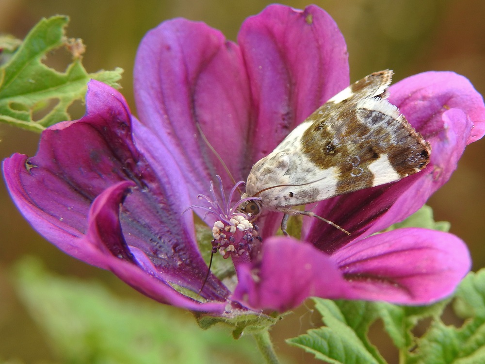Bild Nr.09100 zum Vergrößern klicken Bild Nr.09100