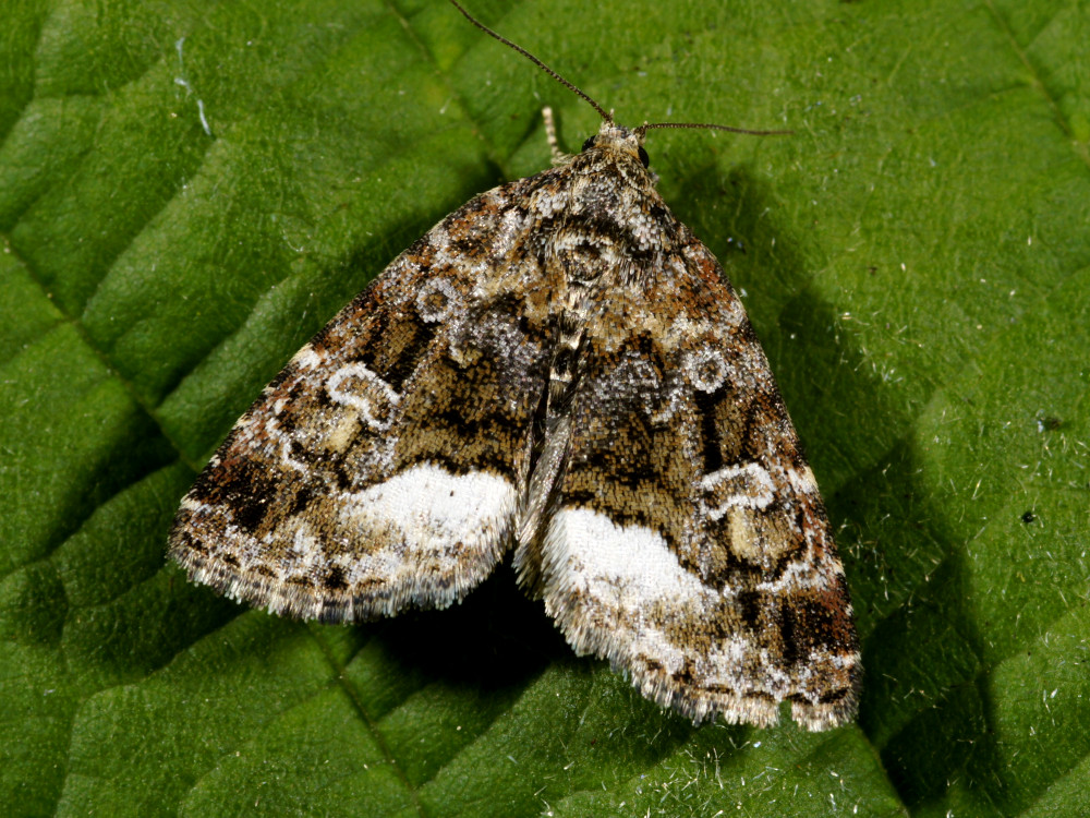 Bild Nr.09114 zum Vergrößern klicken Bild Nr.09114