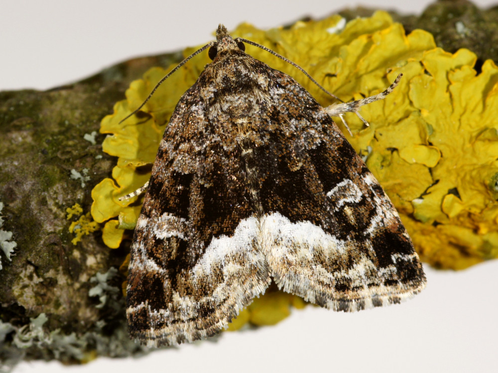 Bild Nr.09114 zum Vergrößern klicken Bild Nr.09114