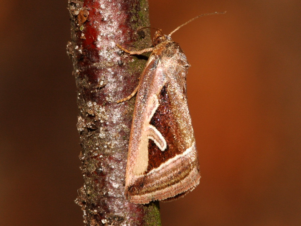 Bild Nr.09117 zum Vergrößern klicken Bild Nr.09117