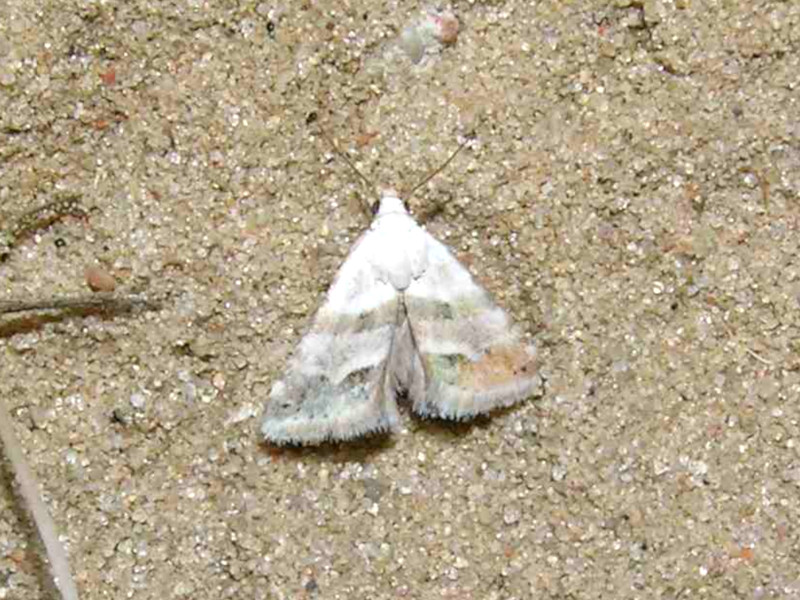 Bild Nr.09134 zum Vergrößern klicken Bild Nr.09134