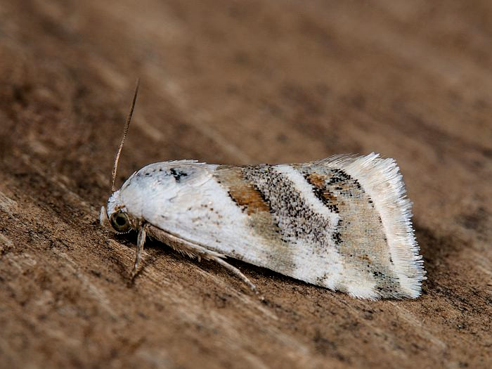 Bild Nr.09134 zum Vergrößern klicken Bild Nr.09134