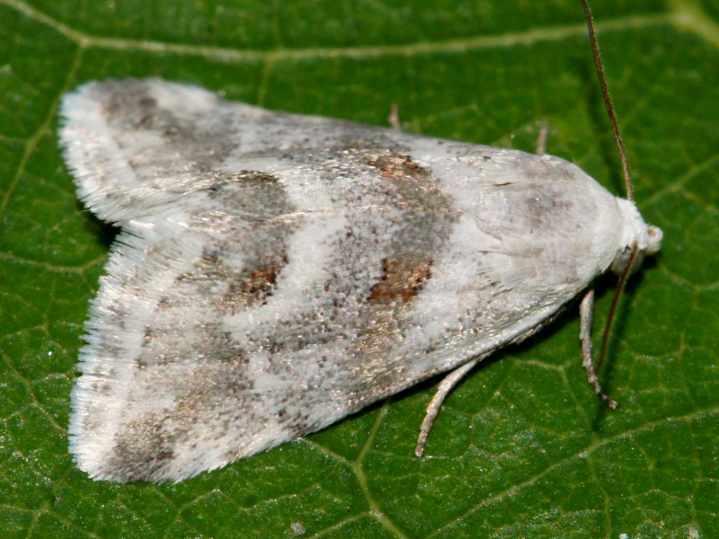 Bild Nr.09134 zum Vergrößern klicken Bild Nr.09134