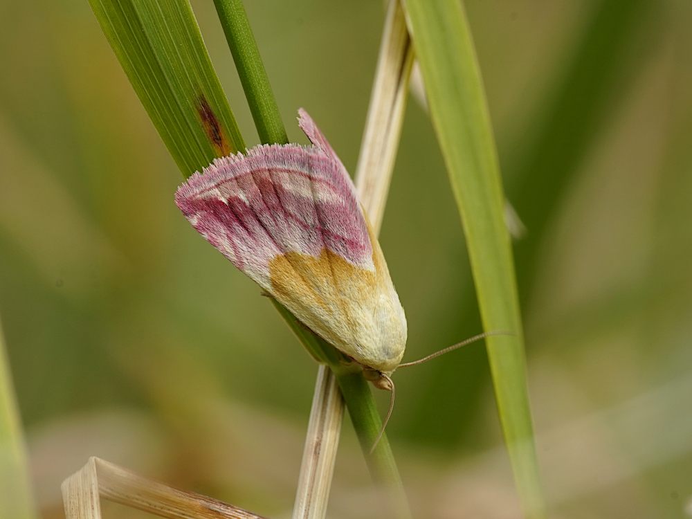 Bild Nr.09147 zum Vergrößern klicken Bild Nr.09147