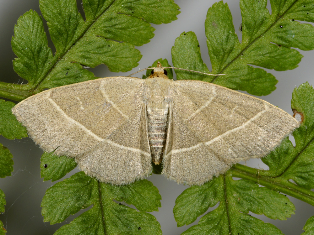 Bild Nr.09169 zum Vergrößern klicken Bild Nr.09169