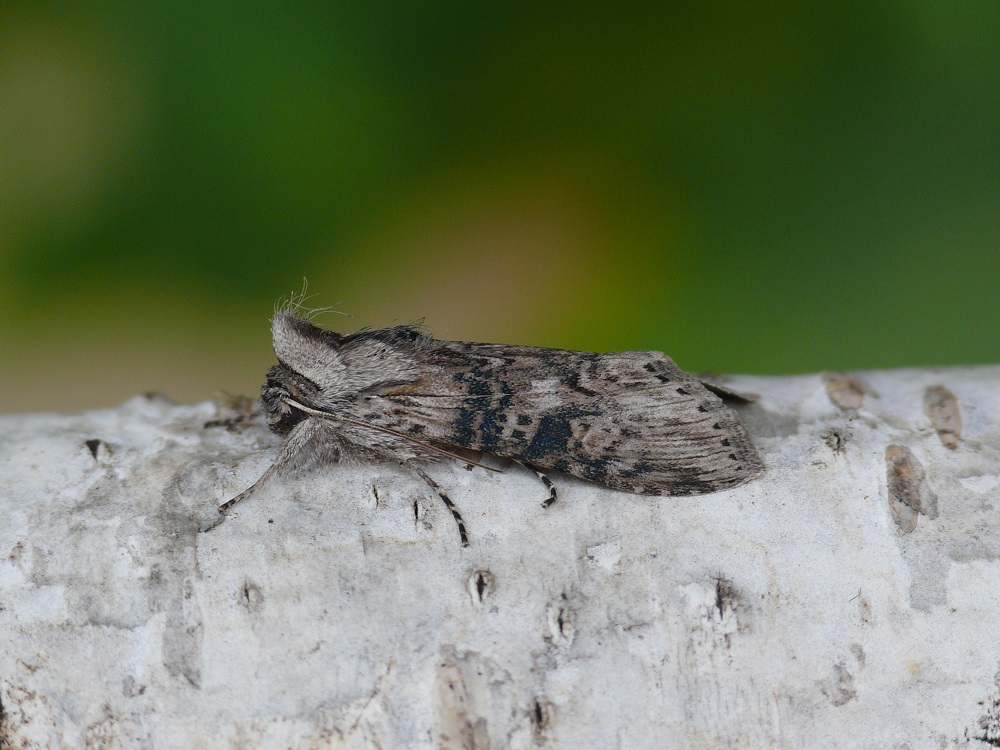 Bild Nr.09183 zum Vergrößern klicken Bild Nr.09183