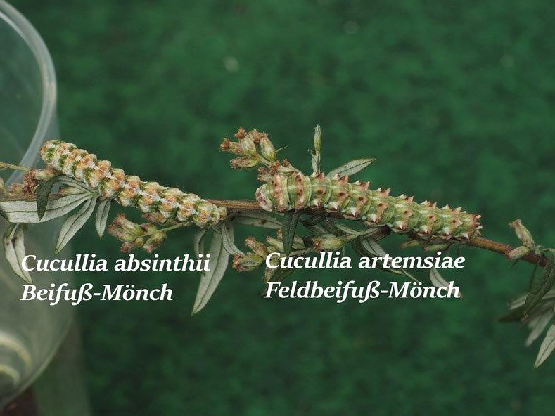 Bild Nr.09183 zum Vergrößern klicken Bild Nr.09183