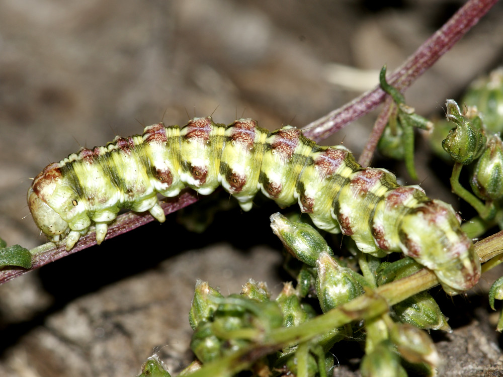 Bild Nr.09183 zum Vergrößern klicken Bild Nr.09183