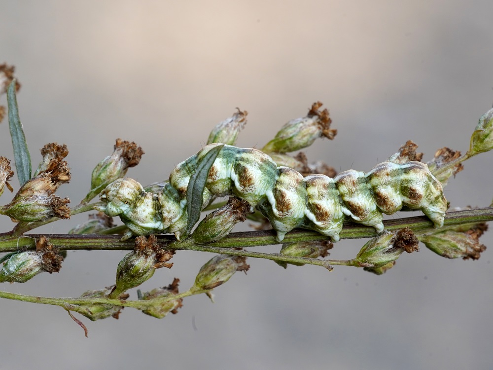 Bild Nr.09183 zum Vergrößern klicken Bild Nr.09183