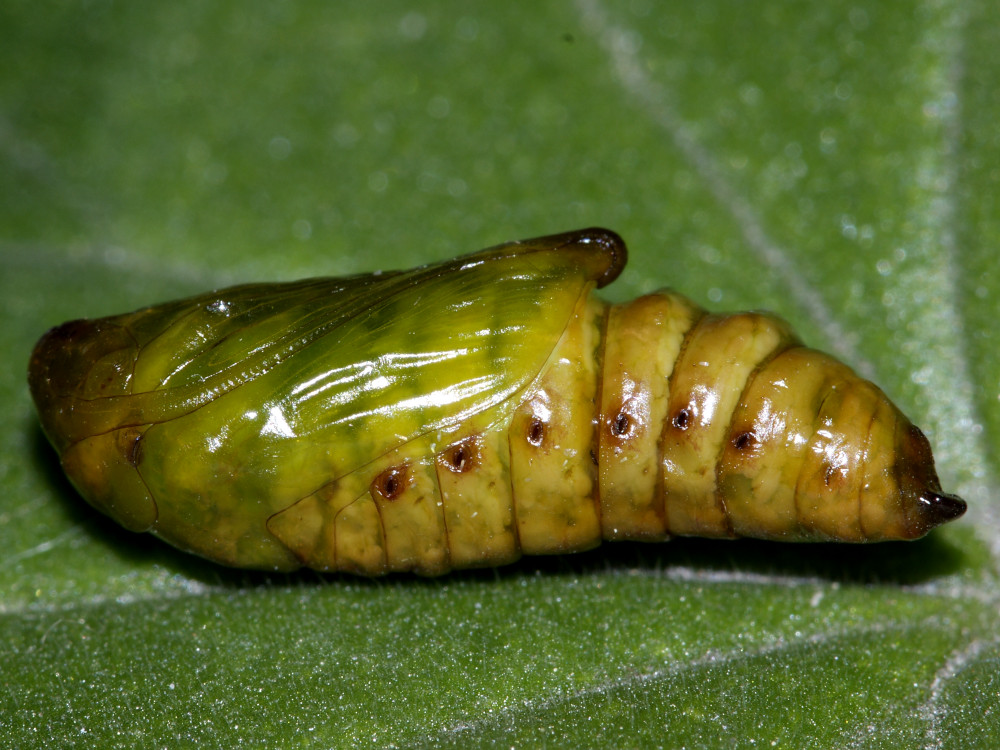 Bild Nr.09183 zum Vergrößern klicken Bild Nr.09183