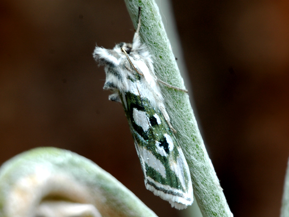 Bild Nr.09184 zum Vergrößern klicken Bild Nr.09184