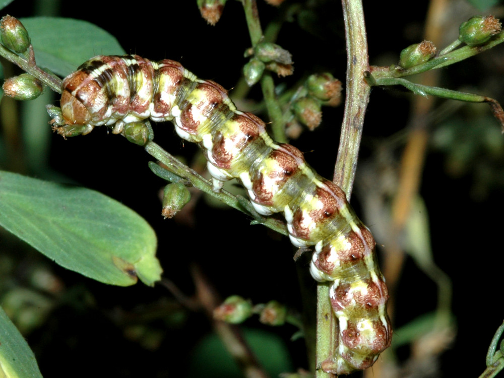 Bild Nr.09184 zum Vergrößern klicken Bild Nr.09184