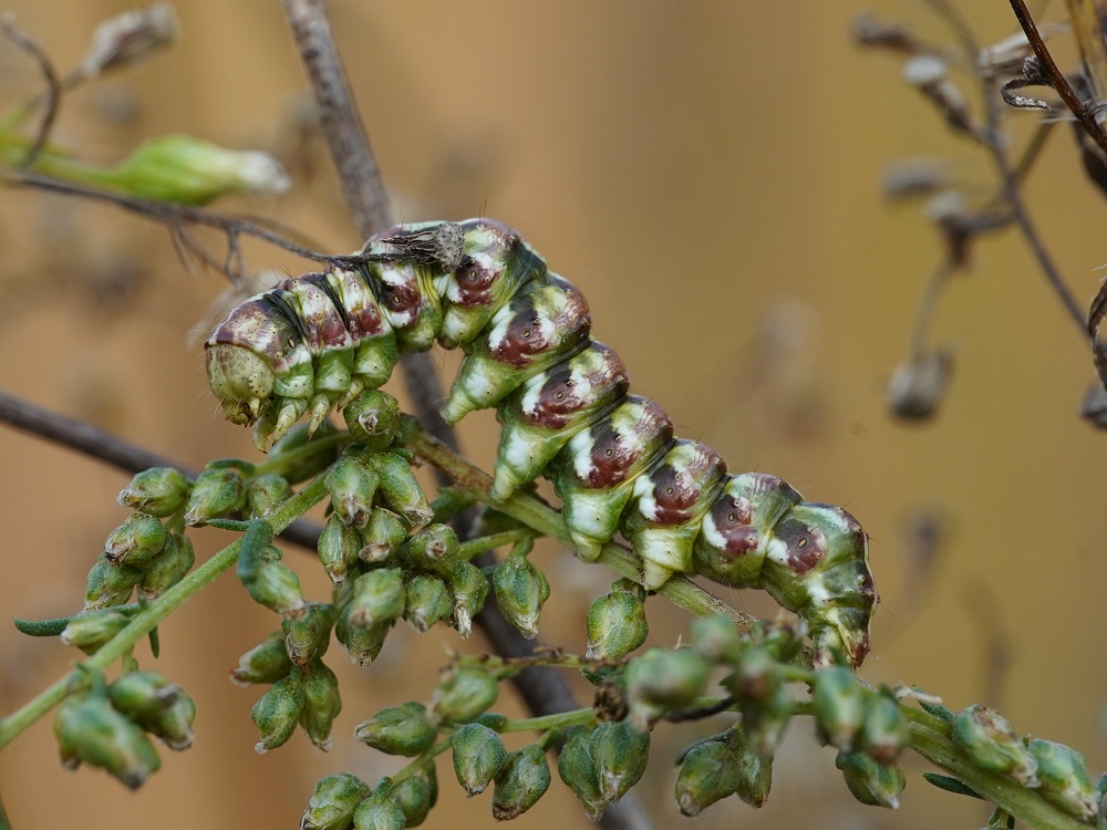 Bild Nr.09184 zum Vergrößern klicken Bild Nr.09184